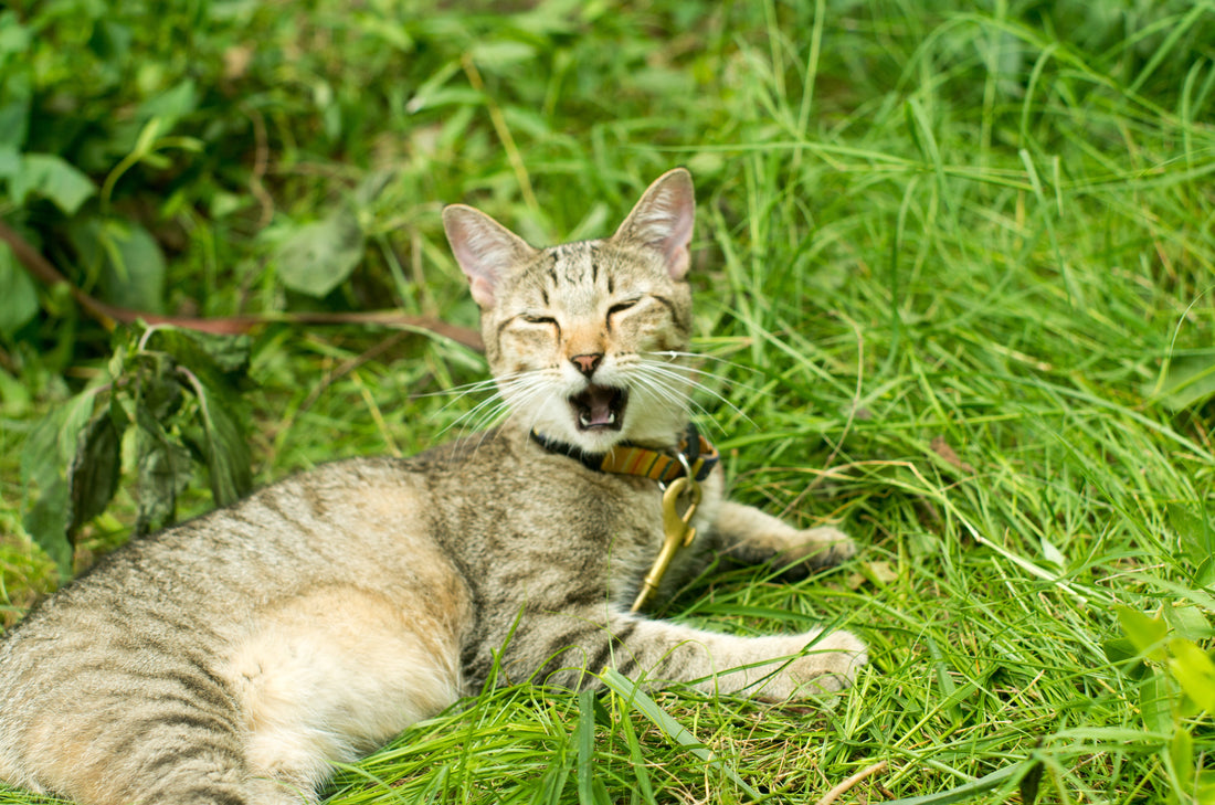 A stripy cat laying on grass yawning