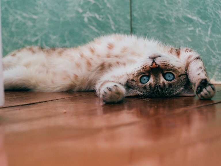 A fluffy blue eyed cat laying on the floor