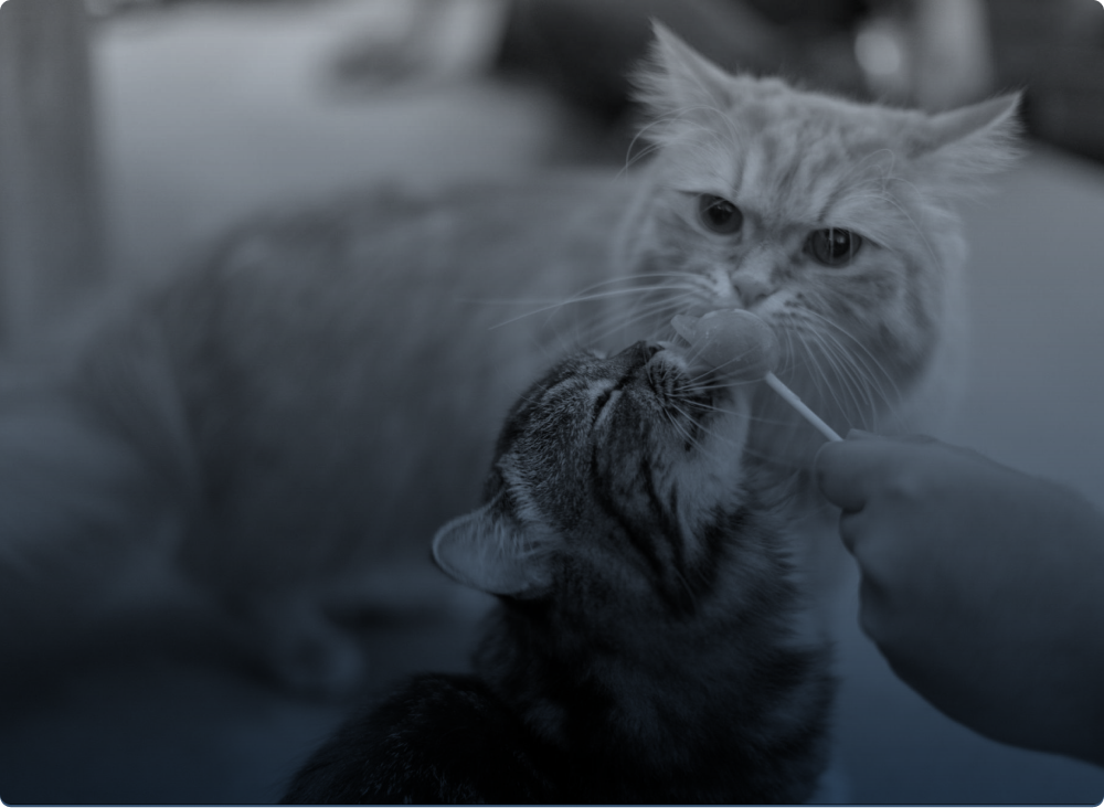 Two cats licking a lolliepop