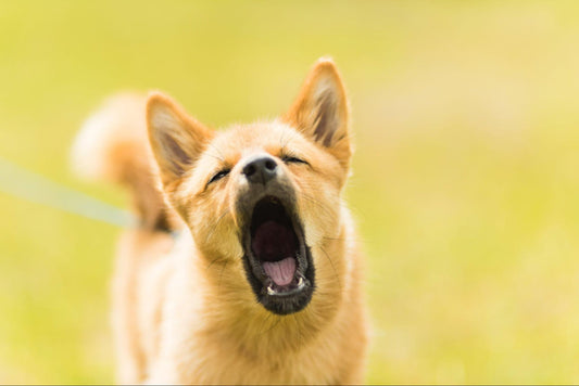 Dog facing the camera and barking with an open mouth