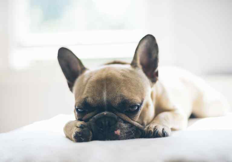 A French Bulldog resting on a bed