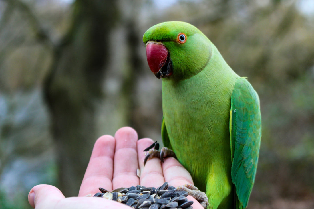 A green parrot sitting on a human hand while eating seeds
