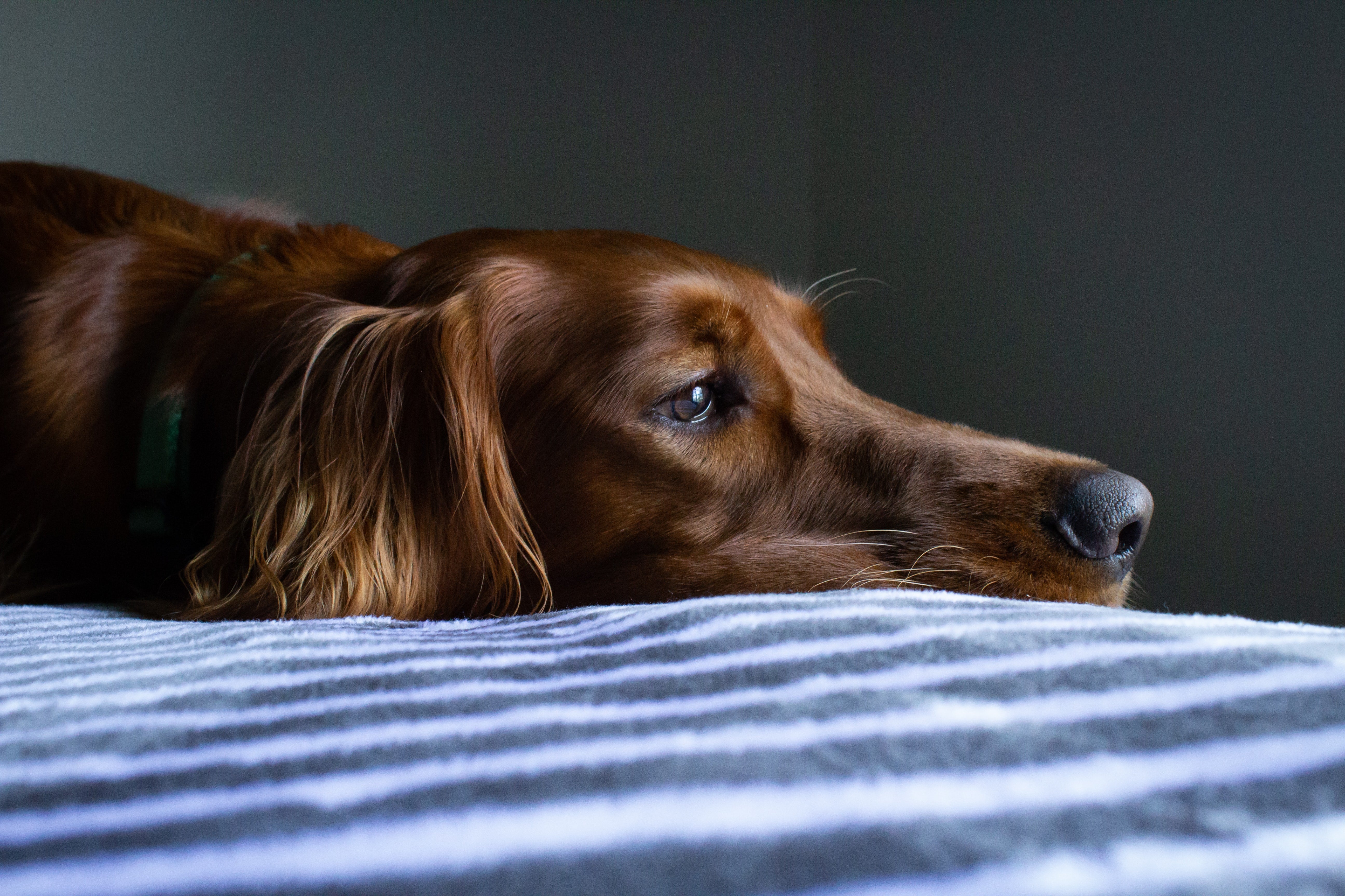 How Do Dogs Get Worms? Signs and Prevention Tips