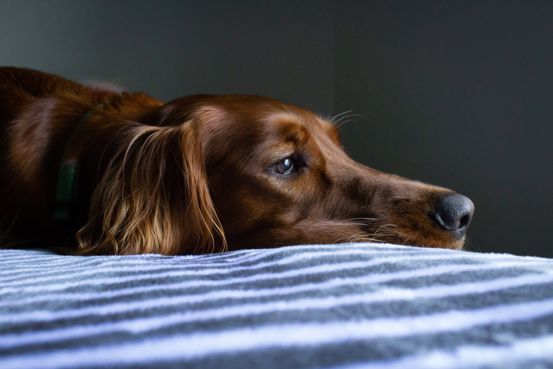 A brown dog that appears sad while resting on a bed 