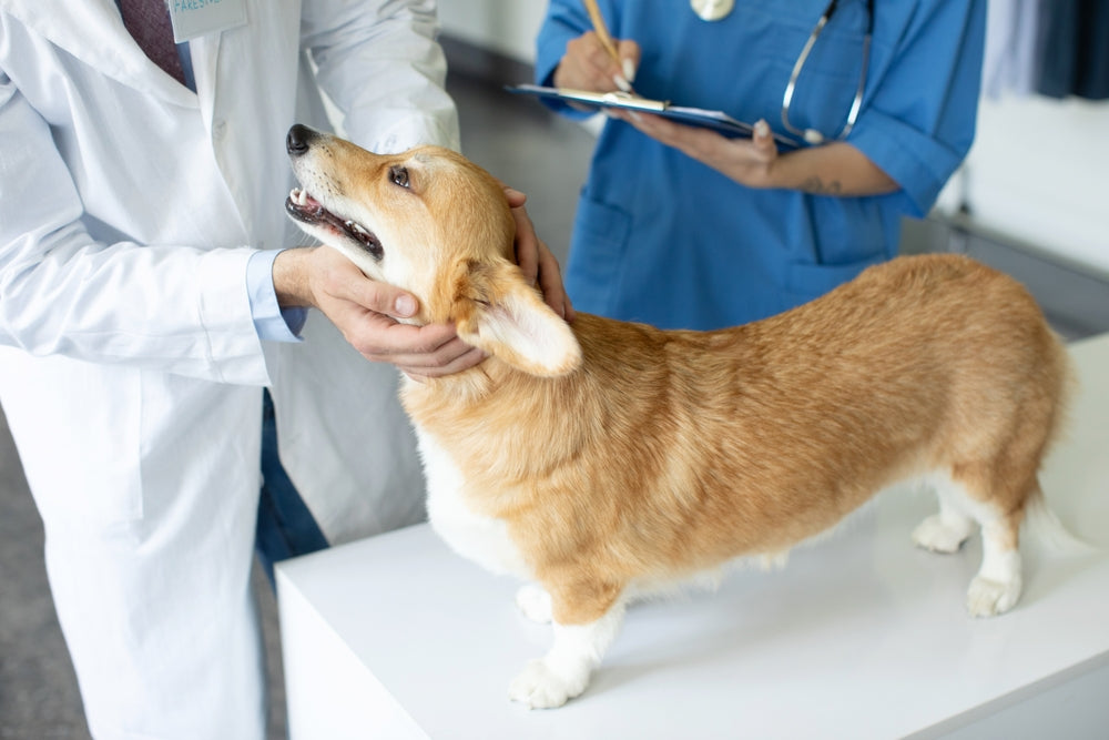Holistic Approaches to Pet Health: Integrating Medication with Lifesty