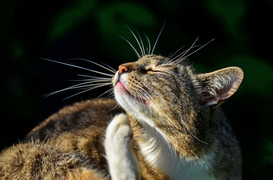 Natural Flea Remedies: Safe and Effective Solutions for Dogs and Cats