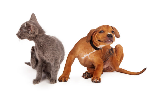 Flea Allergies in Pets: Identifying, Treating, and Preventing