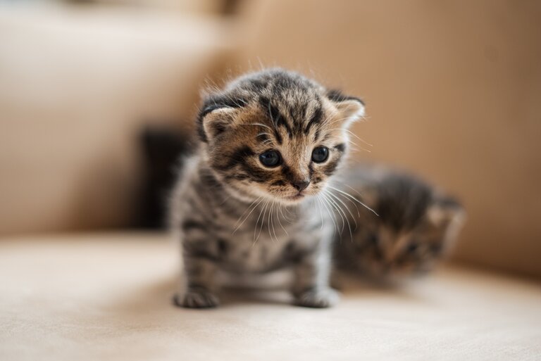  A kitten standing on a couch.